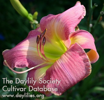 Daylily Yes, Please!